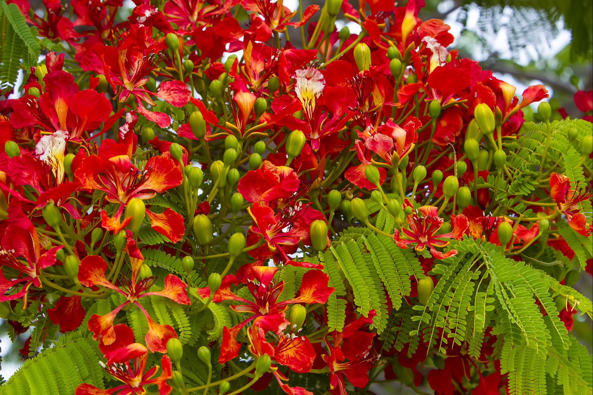 Ngắm hoa phượng đẹp đến nao lòng đỏ rực khắp đường phố Hà Nội